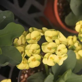 Buy Exotic Euphorbia Milli Thai Hybrid Ekvilai Plant Online